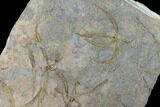 Wide Ordovician Brittle Star (Ophiura) Multiple Plate - Morocco #154154-2